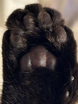 足型・手形 ・オリジナルデータ刻印専用プレート| Nuance Oval plate【厚みあり】シルバー925